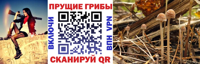 Галлюциногенные грибы GOLDEN TEACHER  продажа наркотиков  Еманжелинск 